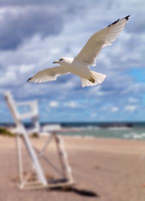 seagull at presque isle by Tessa