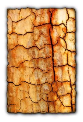 Bark  *by Larry