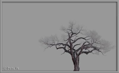 Lone Treeby Pete W