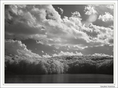 * Summer Woods