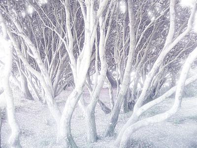 The enchanted woodby Penelope