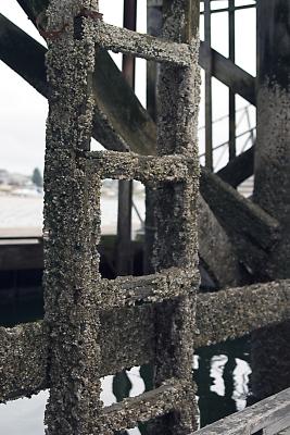 A-home-for-barnacles