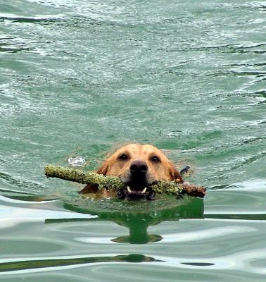 Hey look, I found an interesting piece of wood for you challengeby Moti