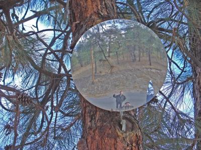 Reflections in the woods By Wes B