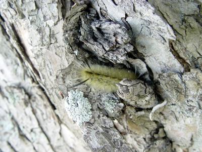 The caterpillar's houseby Klaatu