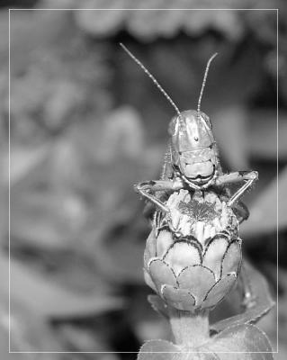 Grasshopper  By Cynthiana Kenison