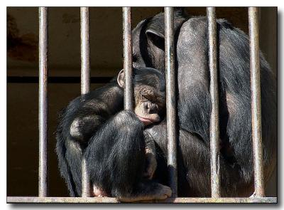 9th PlaceThe Bars of Tenderness !...