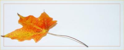 4th place [tie]Orange Leaf by Cynthiana Kenison