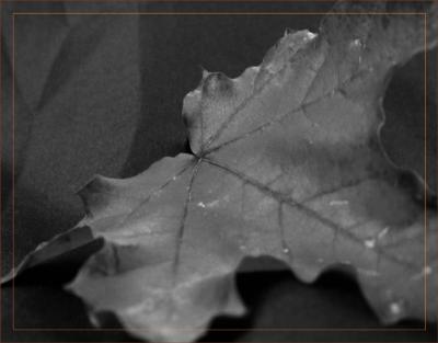 Brown leaf*  by Cynthiana Kenison