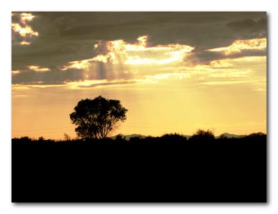 Golden Rays