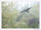3rd place<br><B>Seagull Dreamin</B>  *