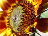 Sunflower<br> by KAH