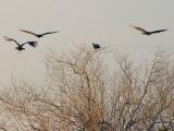 Squadron by Justin Miller