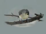 The Titmouse <br> by Cheryl Meisel