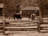 * Grazing Cows by Lonnit Rysher