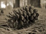 Piney Groves<br>by Marcus
