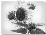 SunNBuds <br>by Cheryl Meisel