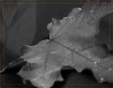 Brown leaf* <br> by Cynthiana Kenison