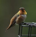 Golden Throat