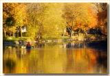 Wingra Creek in gold