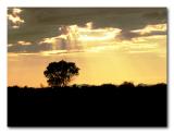 Golden Rays