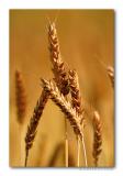 <b>4th Place</b><br>Golden Wheat<br>by Roberta Fair