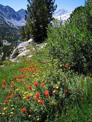 Wildflowers - Little Lakes Valley