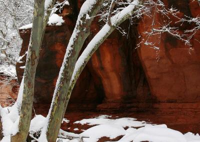 Winter Maples, Oak Creek Canyon