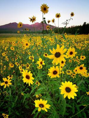 Sunflowers and Sunrise. Bonito Park, AZ