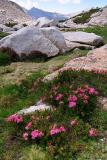 Sierra Meadow and Flowers