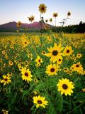 Sunflowers and Sunrise.  Bonito Park, AZ