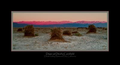 Dawn at Devil's Cornfield
