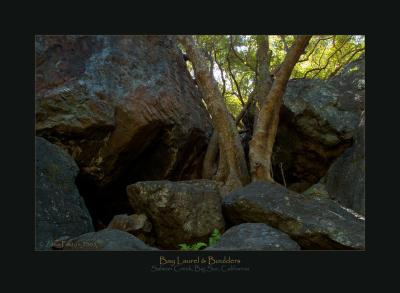 Bay Laurel Tree & Boulders