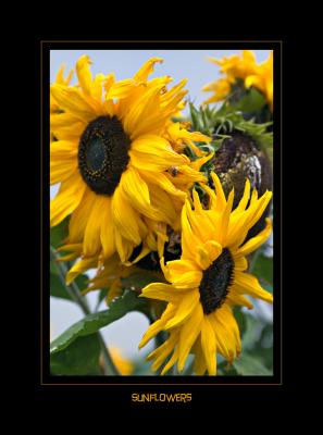 Sunflowers-2
