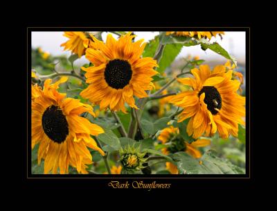 Dark Sunflowers