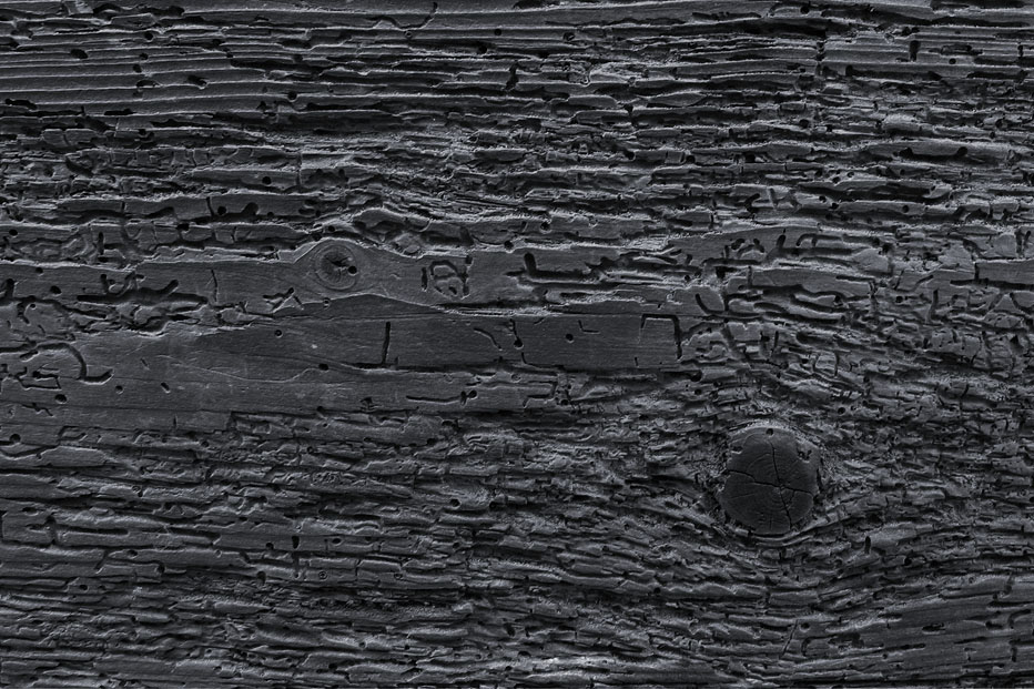 Wood<br>Honfleur, may 2005