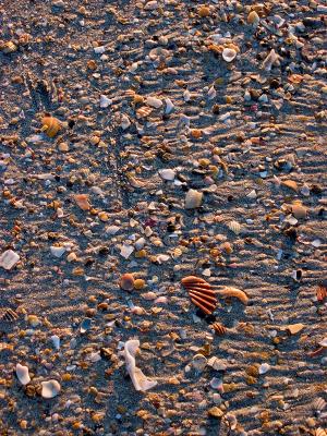 Coquillages sur sable 1