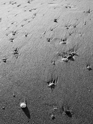 Coquillages sur sable 2