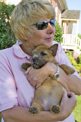 Our New Norwich Terrier Puppy, Remley.