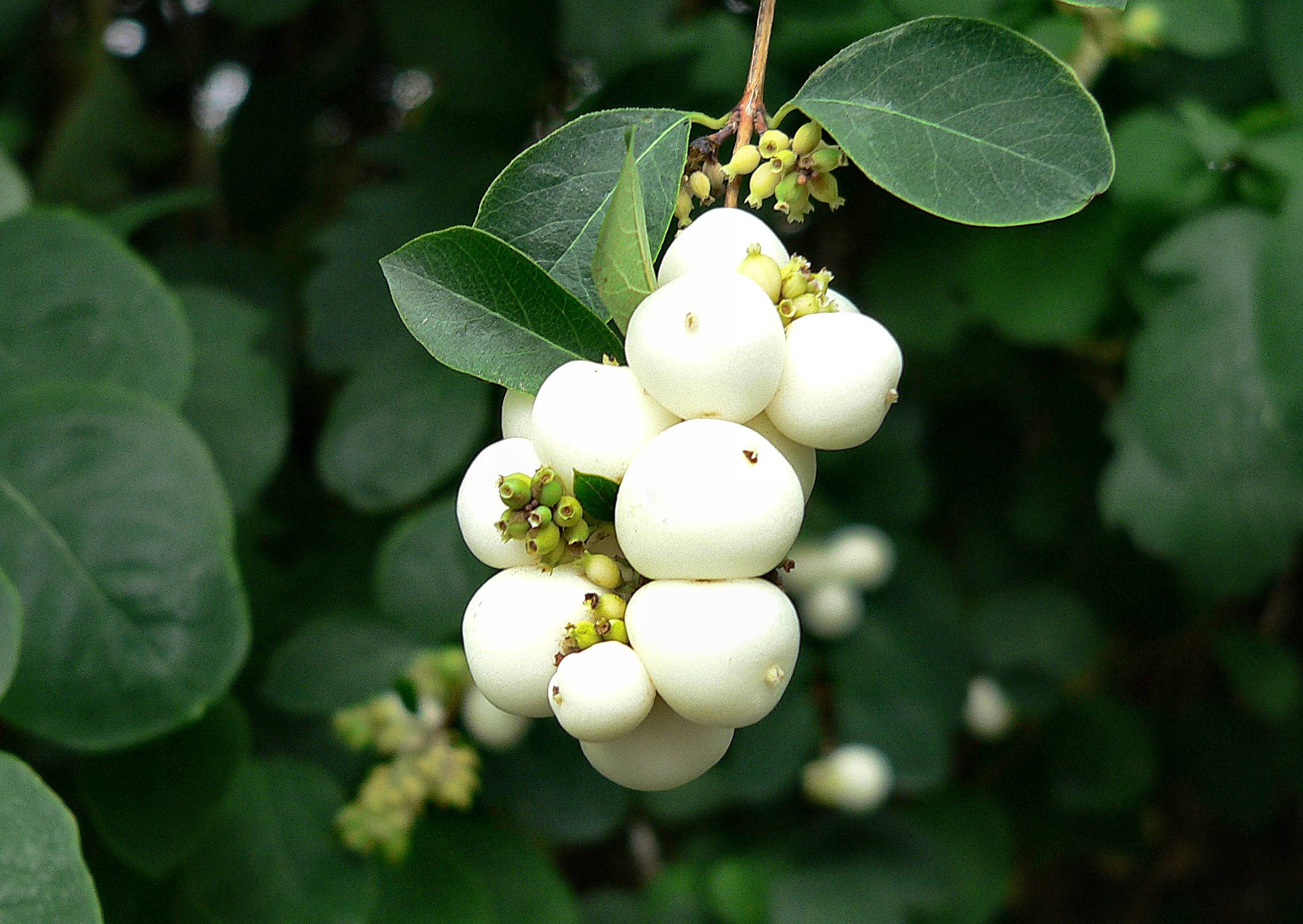 Berries???