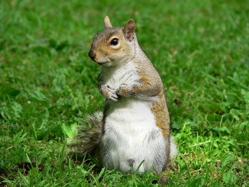 Grey Squirrel