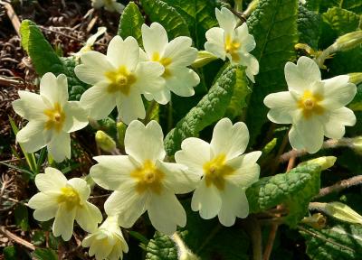 Wild Primroses.