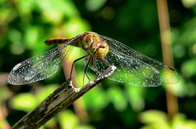 Dragon Fly.