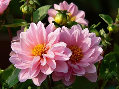 Dahlia