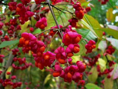 Spindle Berry.