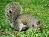Grey Squirrel.