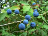 Sloes.