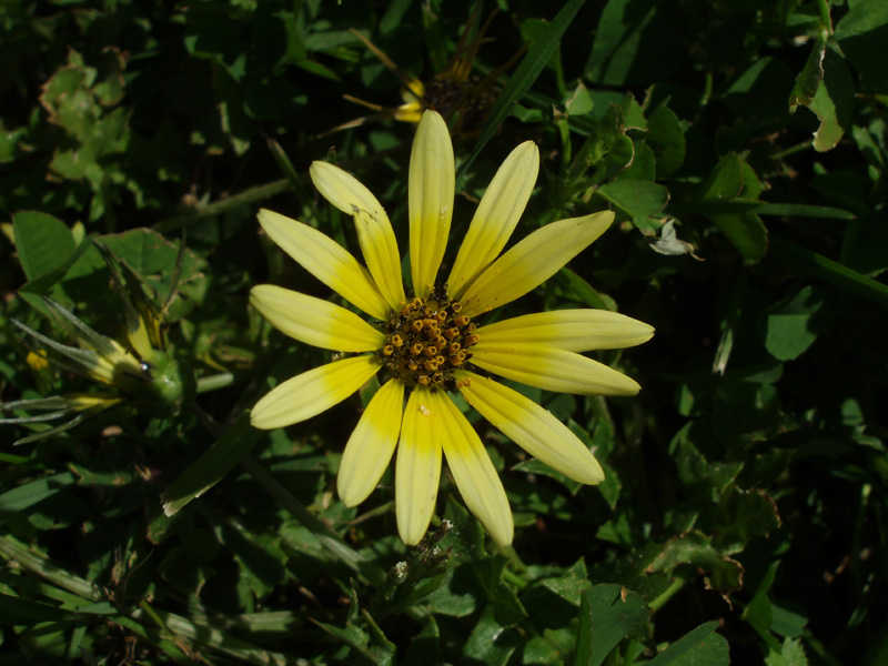 South African Daisy