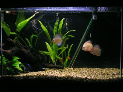 Fish tank again