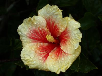 Hibiscus OOC